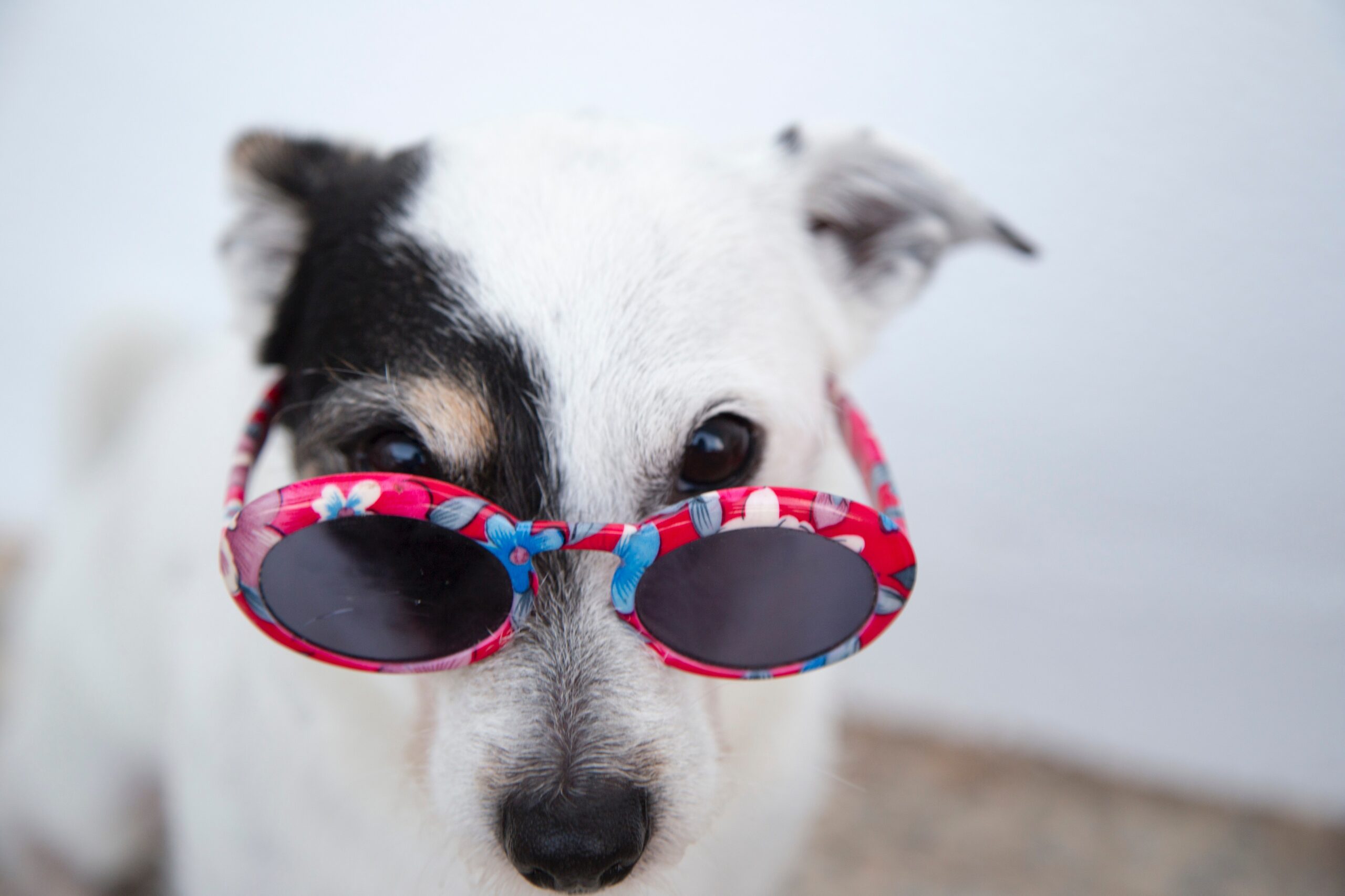black white dog with funny glasses