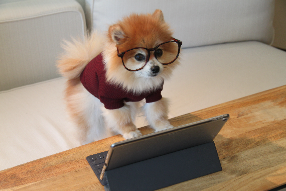 Furry dog with glasses using an ipad